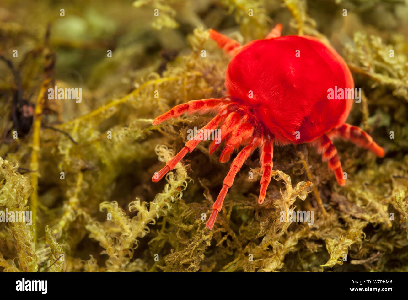 Giant Indian Velvet Mite (Trombidium grandissimum), captive. Endemic to India. Stock Photo