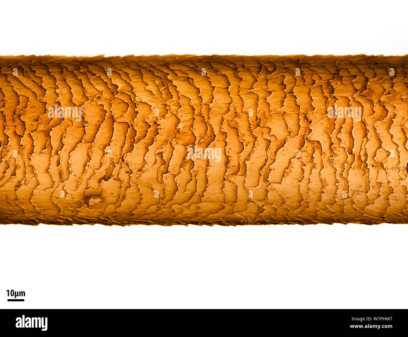 Human hair viewed under a scanning electron microscope. The oldest part of the hair (furtherst from the scalp) will present with a rougher cuticle (outer layer) as shown here. Stock Photo