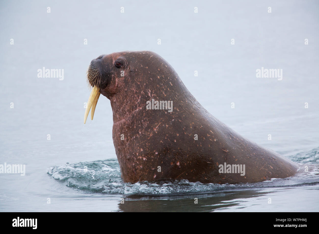 Walrus (Odobenus rosmarus) male in shallow water, close to haul out, Poolepynten, Prins Karls Forland, Forlandsundet, Svalbard, Norway Stock Photo
