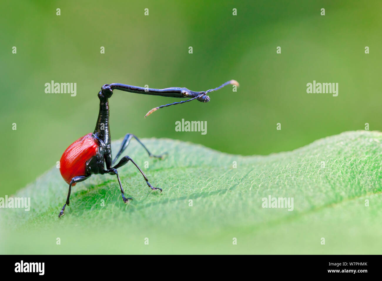 Giraffe Necked Weevil (Trachelophorus giraffa) male on leaf of Dichaetanthera cordifolia. Tropical rainforest, Mantadia National Park, Madagascar. Stock Photo