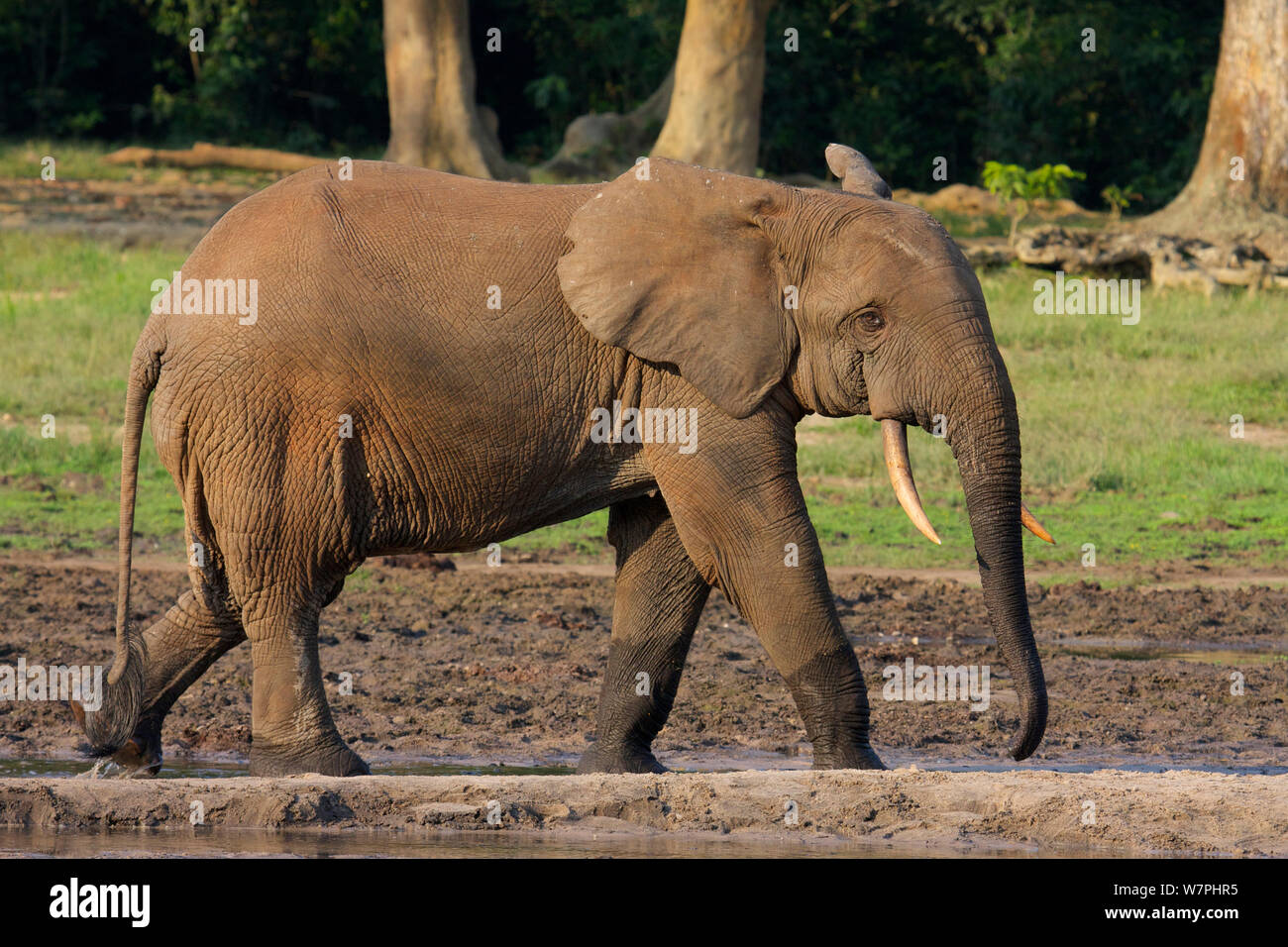 Forest elephant (Loxodonta cyclotis) crossing bai, Dzanga Bai Clearing, Central African Republic, Africa. Stock Photo