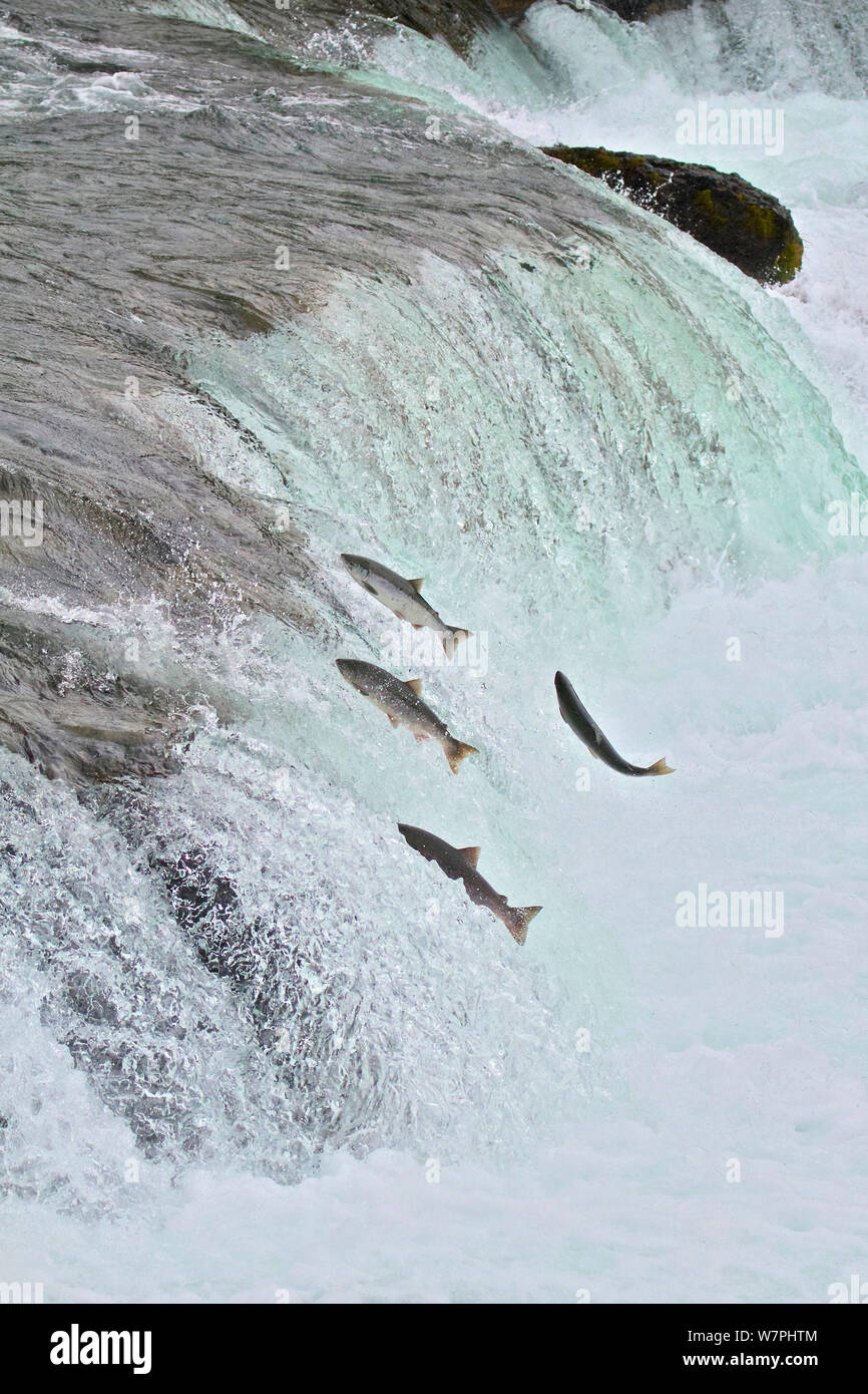 Chinook / King salmon (Oncorhynchus tshawytscha) jumping at Brooks