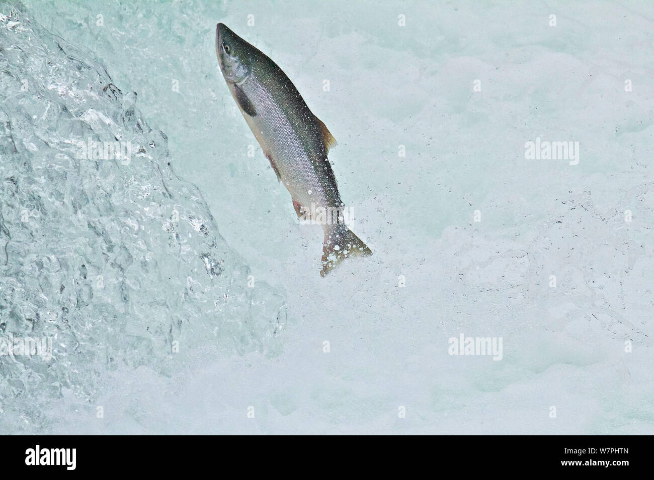Chinook / King salmon (Oncorhynchus tshawytscha) jumping at Brooks River falls, Katmai National Park, Alaska, July. Stock Photo