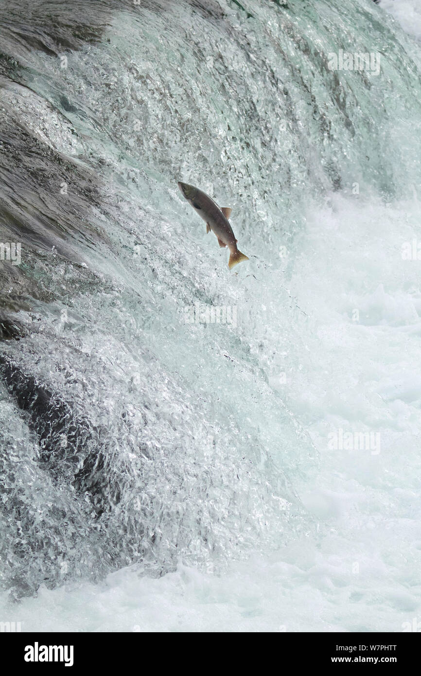 Chinook / King salmon (Oncorhynchus tshawytscha) jumping at Brooks