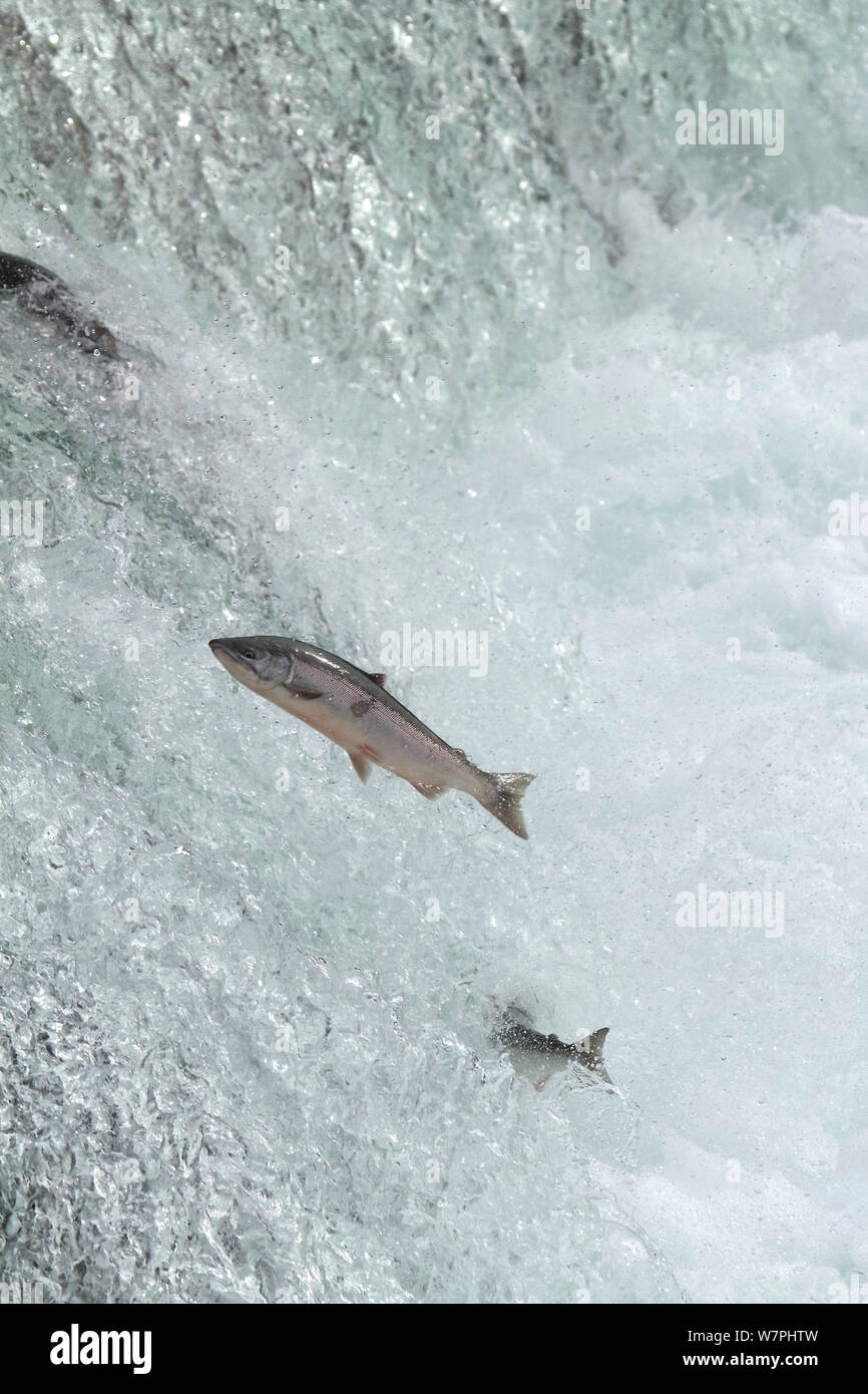 Chinook / King salmon (Oncorhynchus tshawytscha) jumping at Brooks