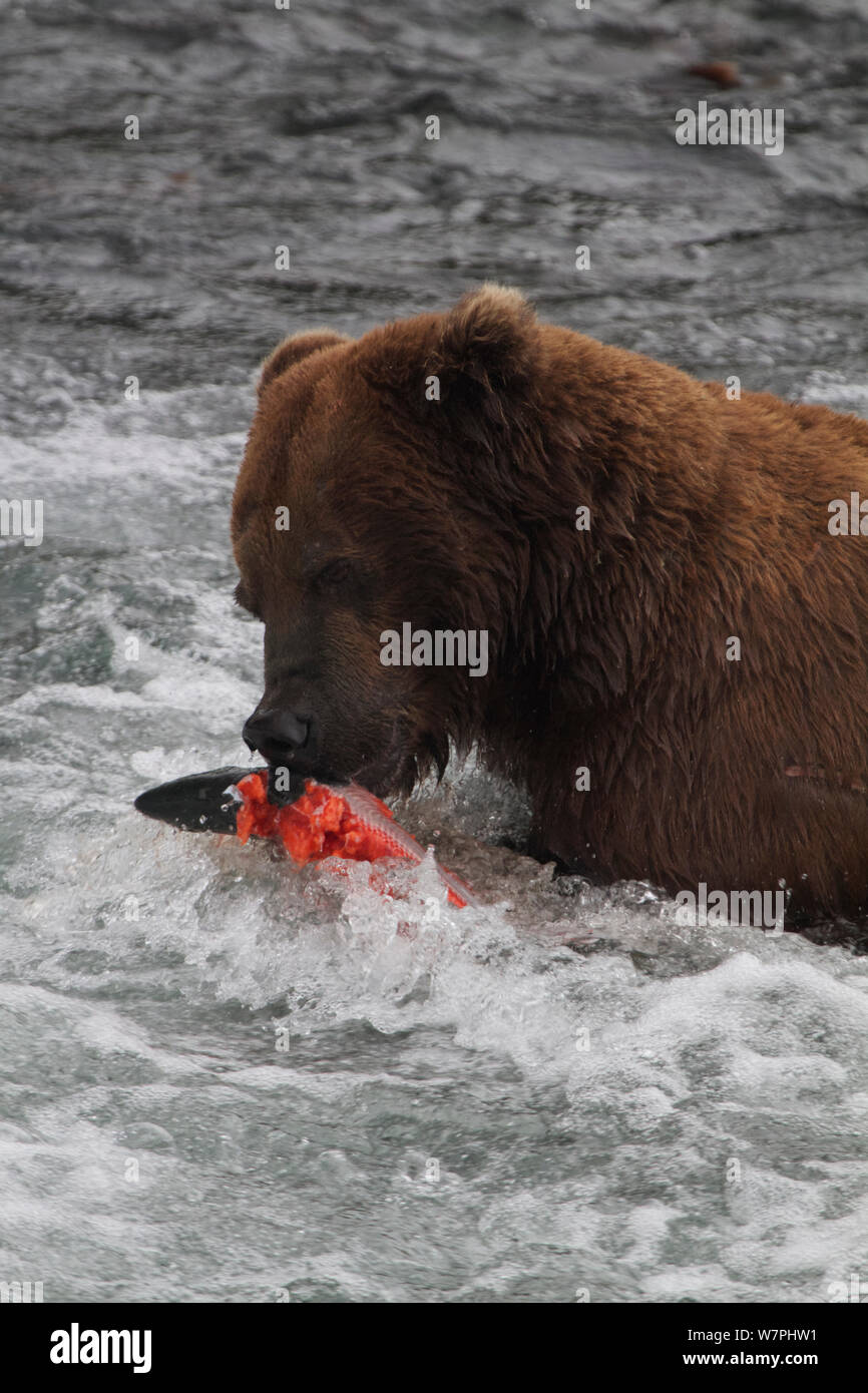 Grizzly Bear (Ursus arctos horribilis) Adult Male, eating Salmon, Brooks River Falls, Katmai National Park, Alaska, July. Stock Photo