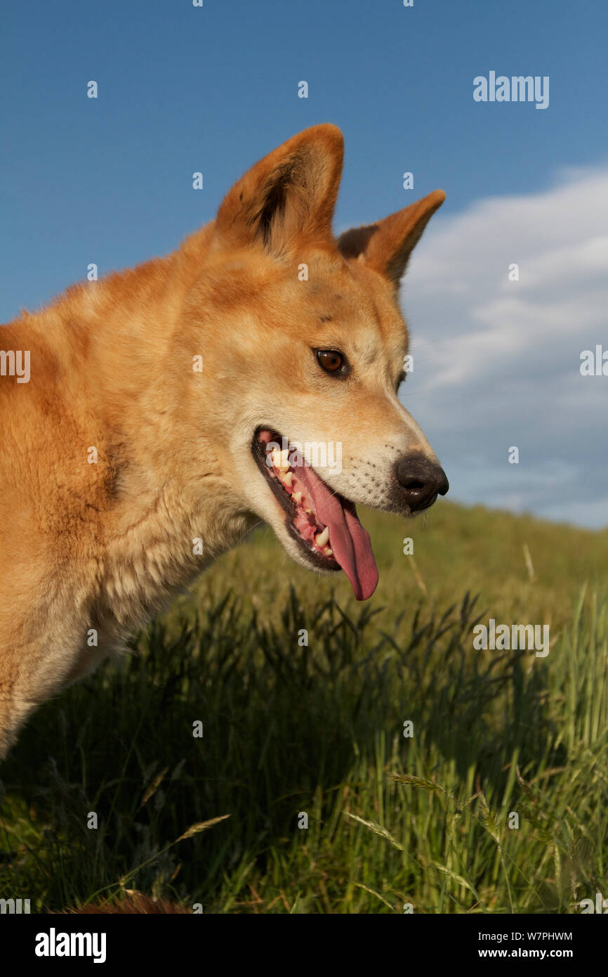 Dingo (Canis lupus dingo) Canberra, New South Wales, Australia. Stock Photo