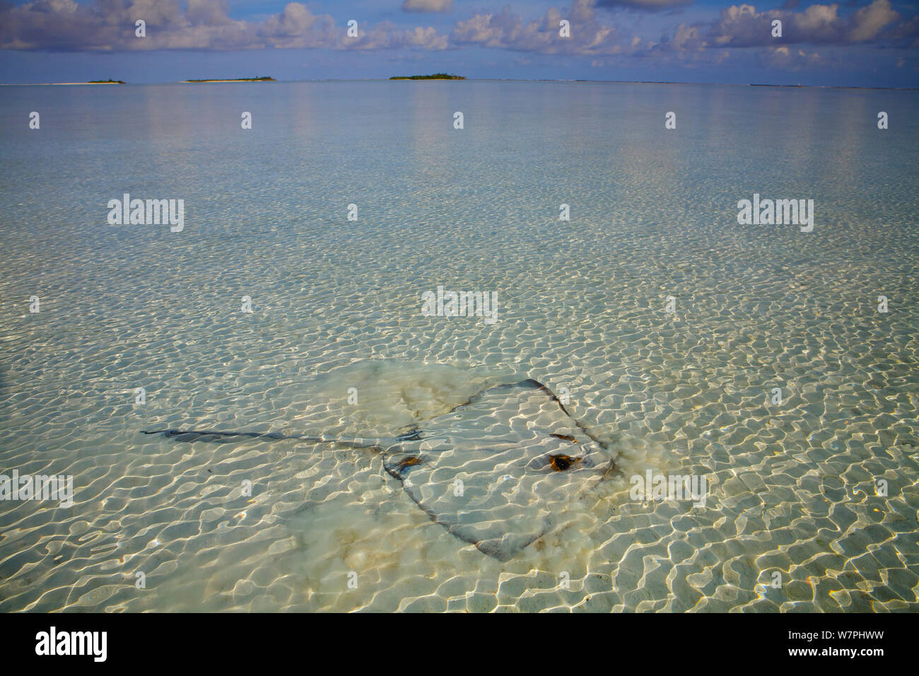 Cowtail Stingray (Pastinachus sephen) feeding in shallows, Maldives Stock Photo