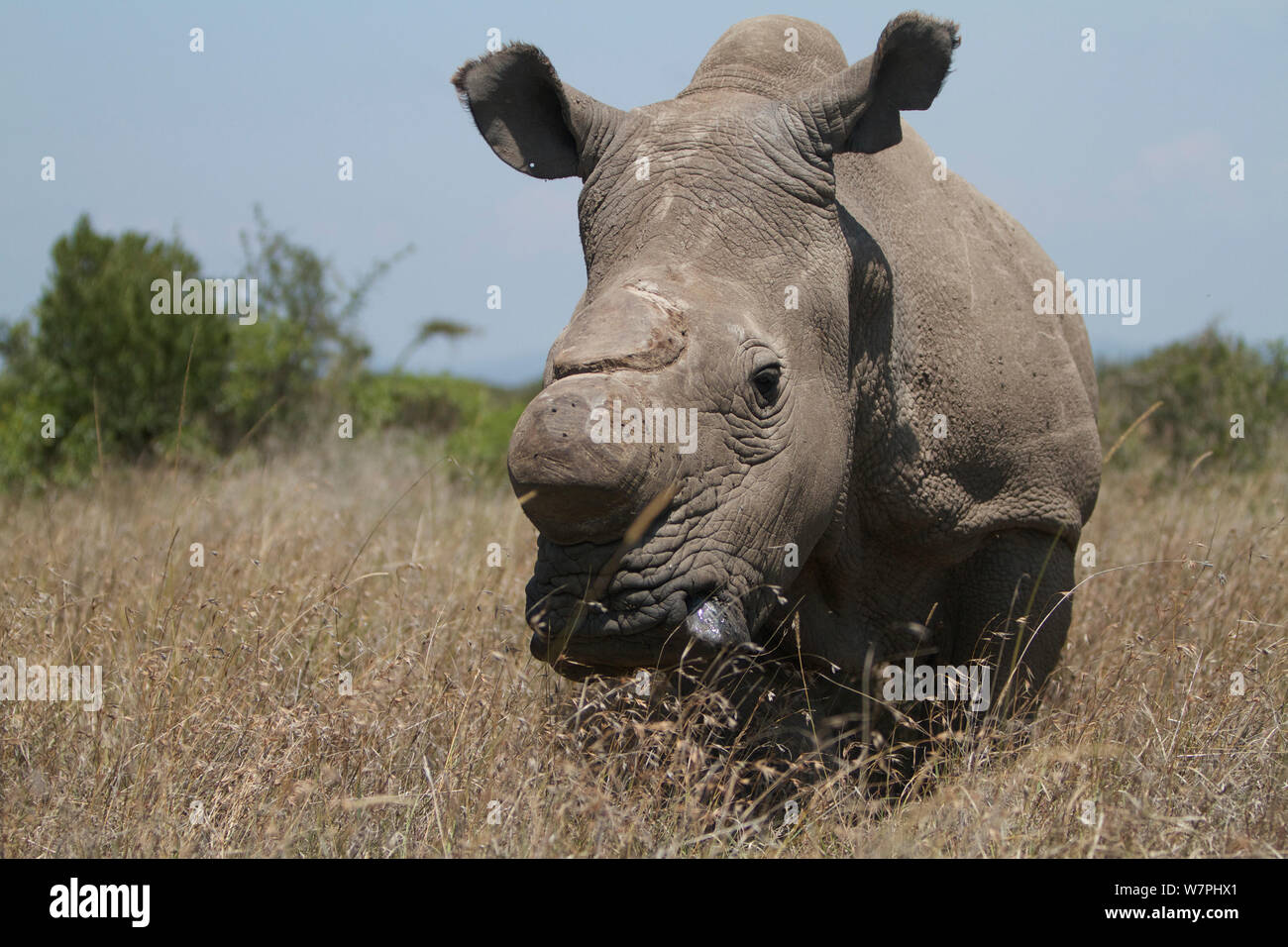 Northern white rhinoceros / square-lipped rhinoceros (Ceratotherium simum cottoni) dehorned, in grass, Ol Pejeta Conservancy, Kenya, Africa. Stock Photo