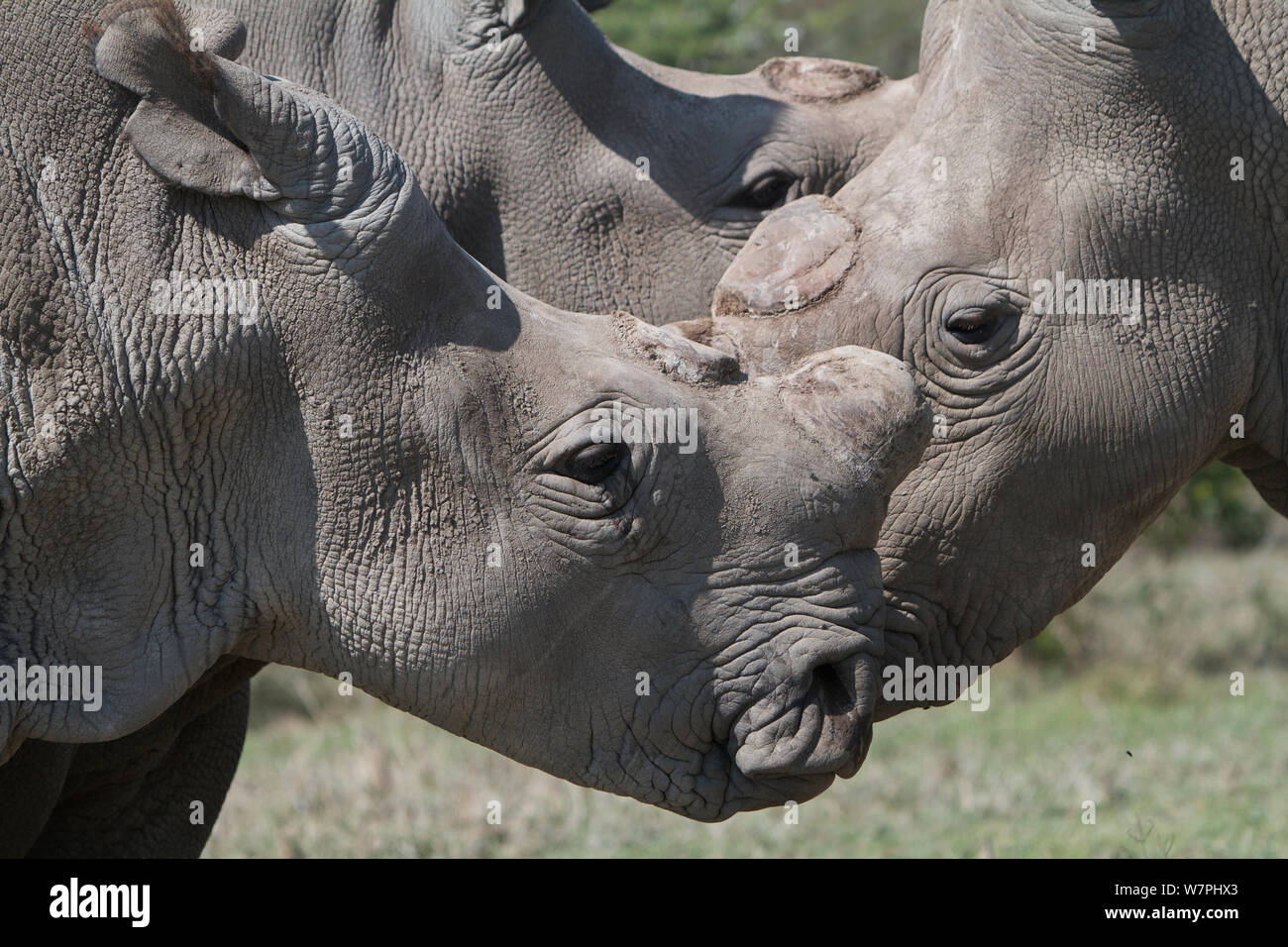 Group of three Northern white rhinoceros / square-lipped rhinoceros (Ceratotherium simum cottoni) all dehorned, Ol Pejeta Conservancy, Kenya, Africa. Stock Photo