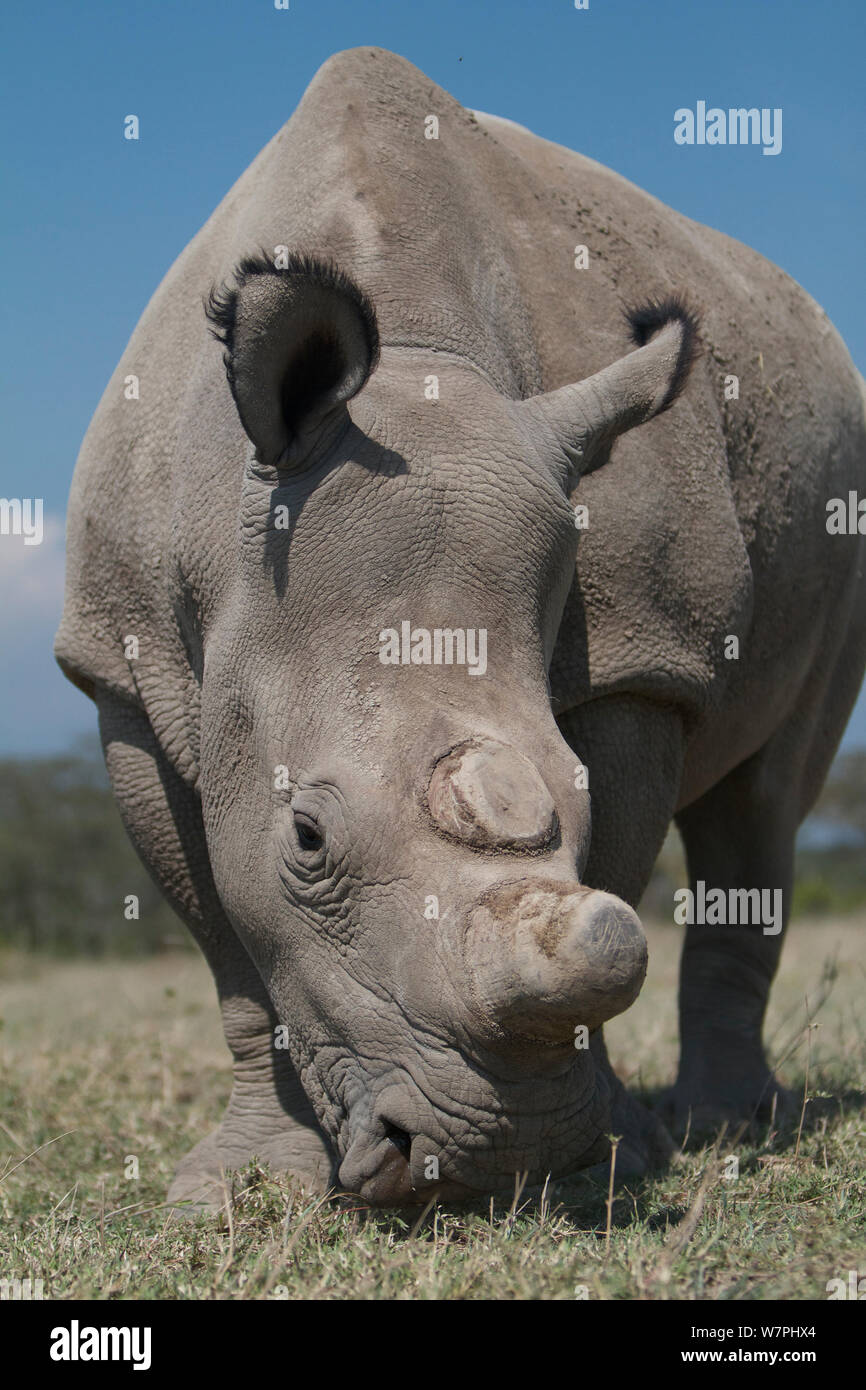 Northern White Rhinoceros, or northern square-lipped rhinoceros ( Ceratotherium simum cottoni)dehorned,  Ol Pejeta Conservancy, Kenya, Africa. Stock Photo