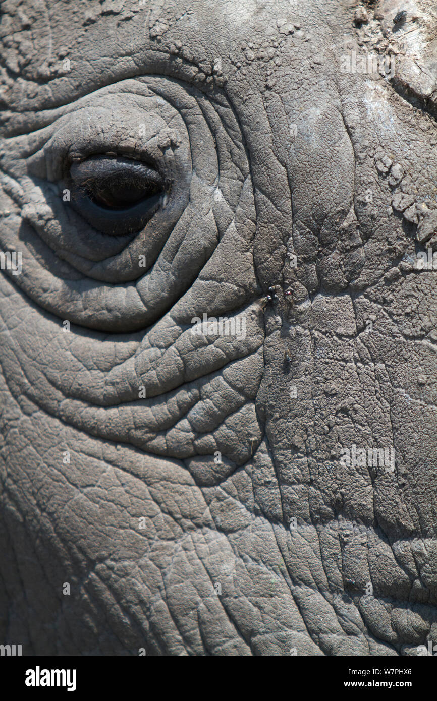 Northern white rhinoceros / square-lipped rhinoceros (Ceratotherium simum cottoni) close-up of eye, Ol Pejeta Conservancy, Kenya, Africa Stock Photo