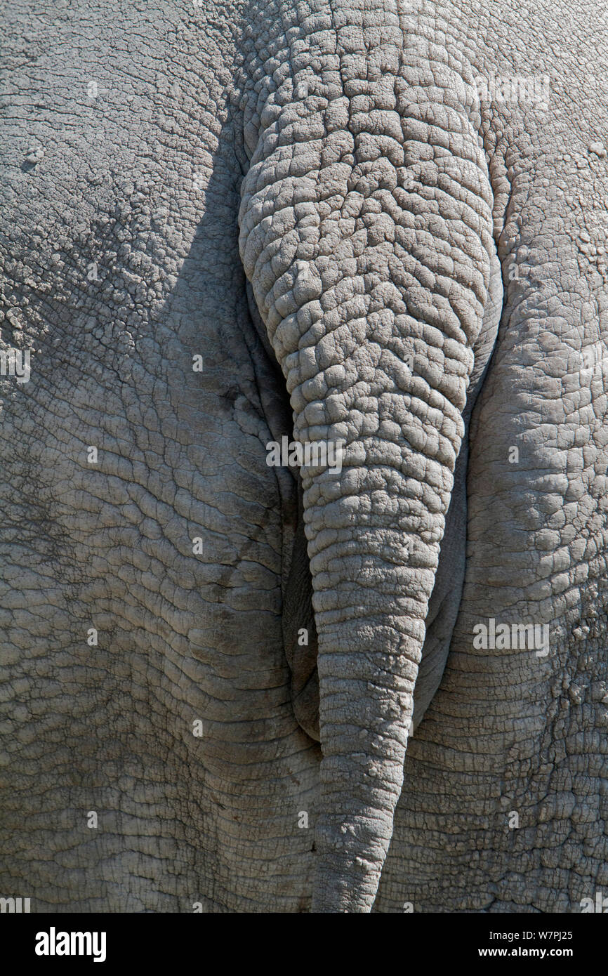 Northern White Rhinoceros, or northern square-lipped rhinoceros ( Ceratotherium simum cottoni) detail of skin and tail,  Ol Pejeta Conservancy, Kenya, Africa. Stock Photo