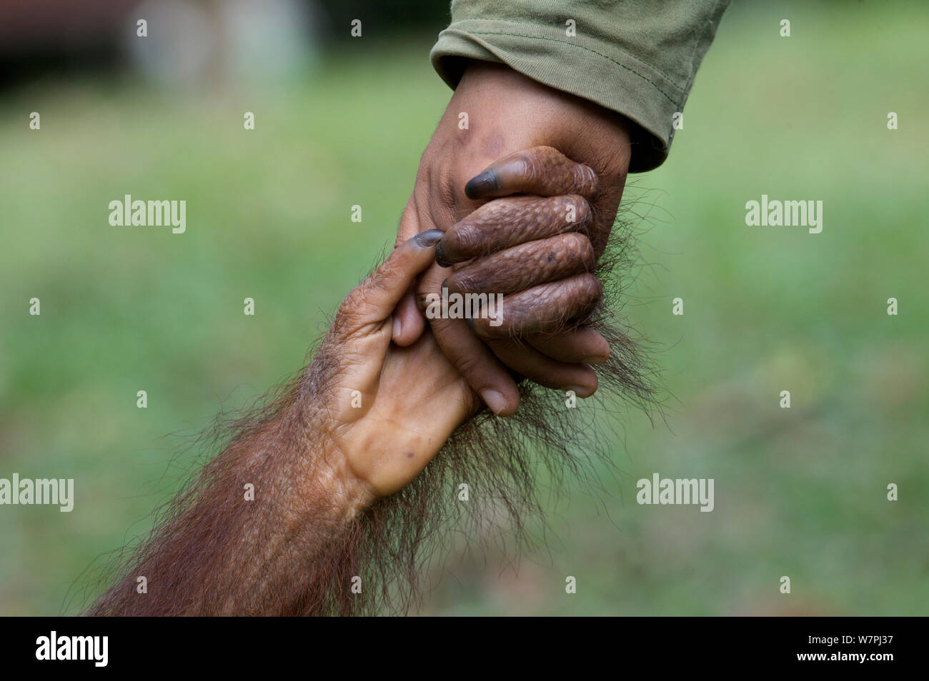 Orangutan (Pongo pygmaeus) holding hands with human. Nyaru Menteng ...