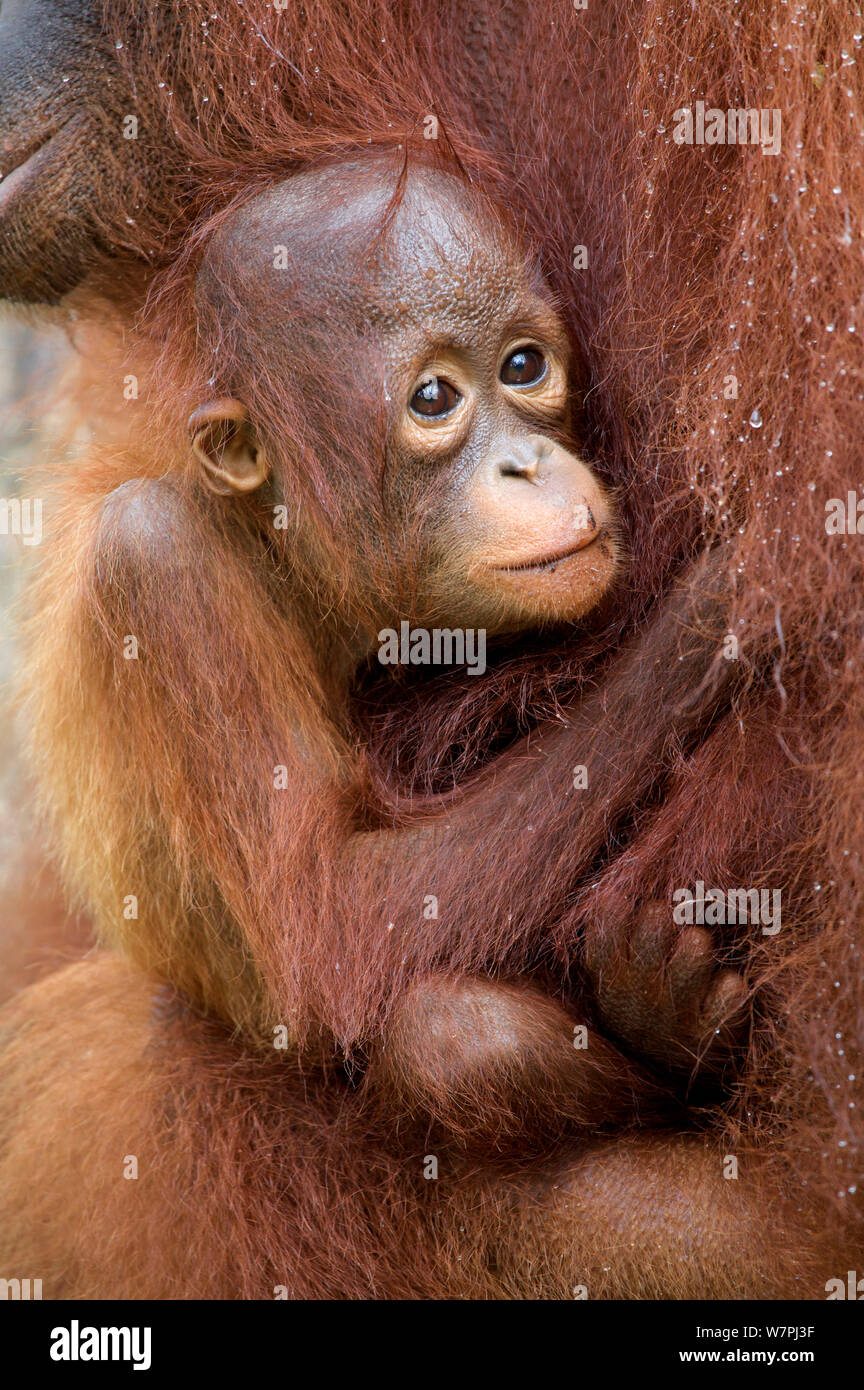 An Orangutan mother holding her baby in her arms Stock Photo - Alamy