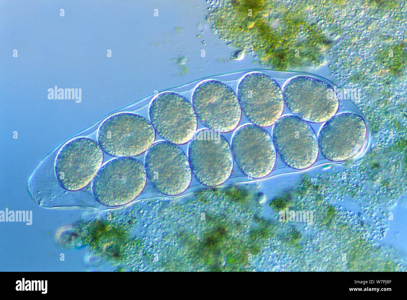 Tardigrade (Hypsibius dujardini) cuticle containing eggs. Stock Photo