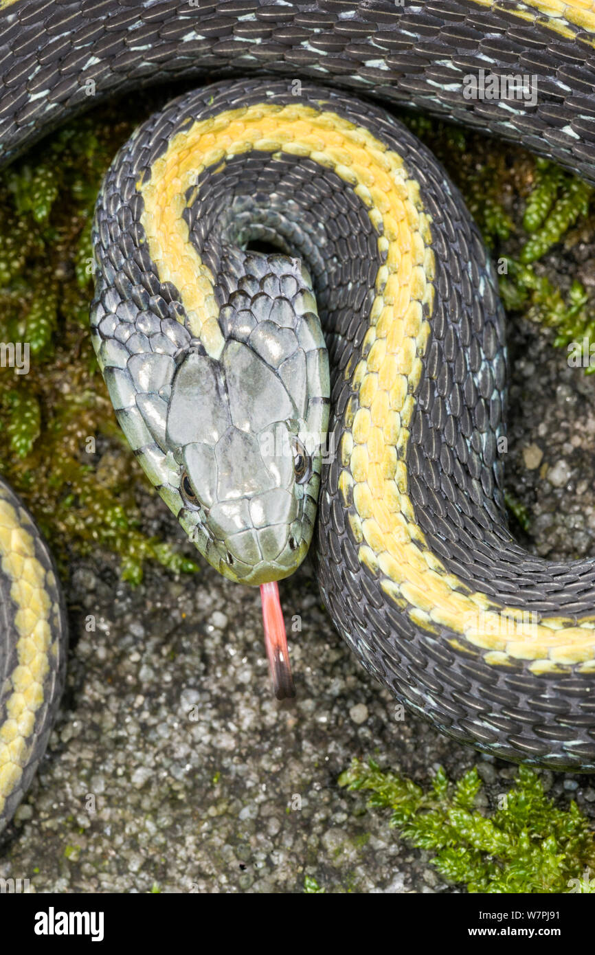 Santa Cruz Garter Snake (Thamnophis atratus), detail of head. Half Moon Bay, California, November. Stock Photo