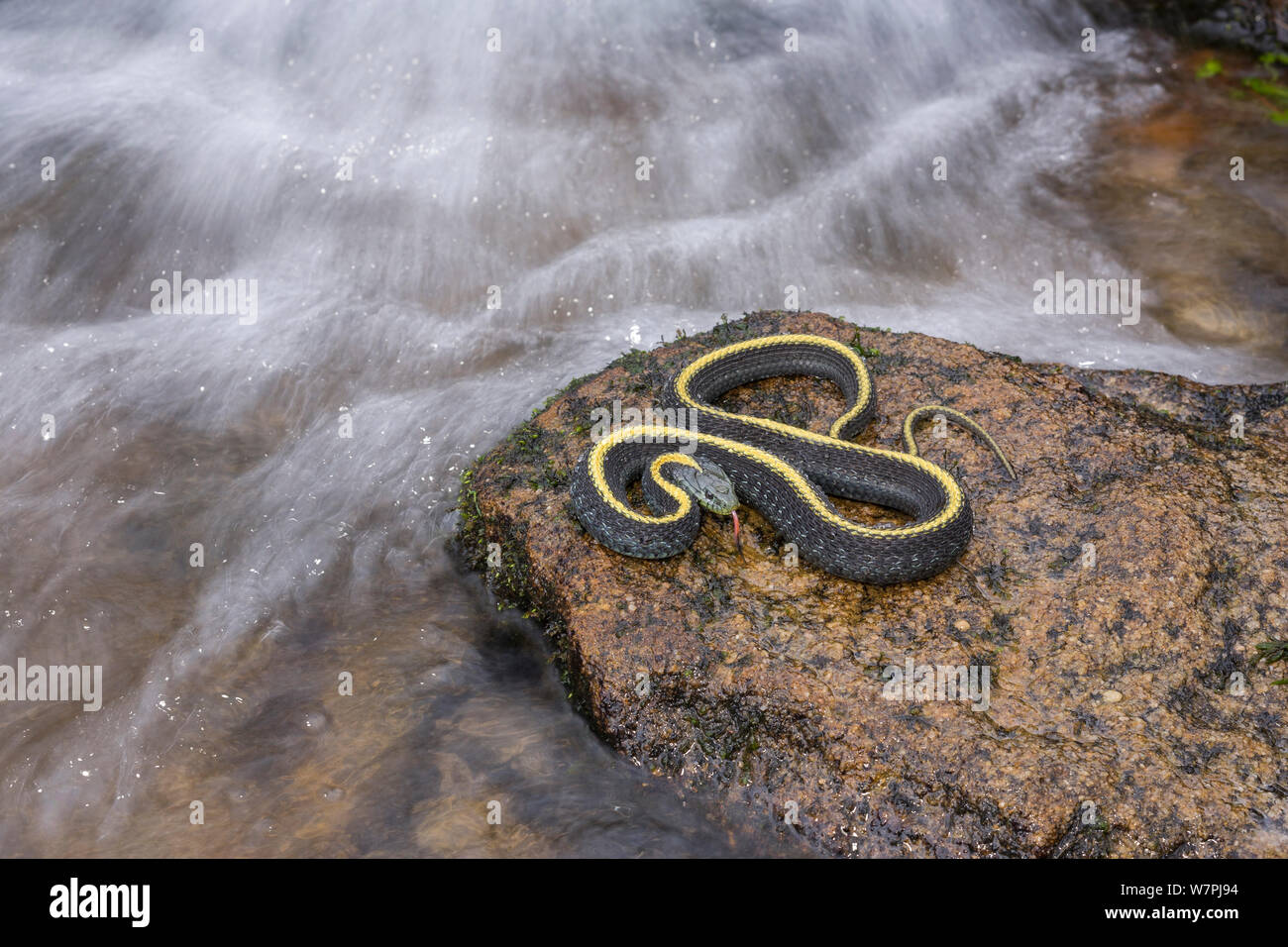 Santa Cruz Garter Snake (Thamnophis atratus), on rock by moving water. Half Moon Bay, California, November. Stock Photo