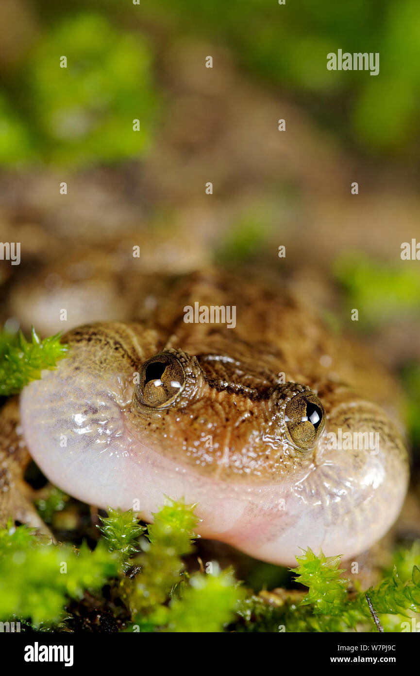 Male Humayun's Wrinkled Frog (Nyctibatrachus humayuni) calling. Western Ghats, India. Vulnerable species. Stock Photo