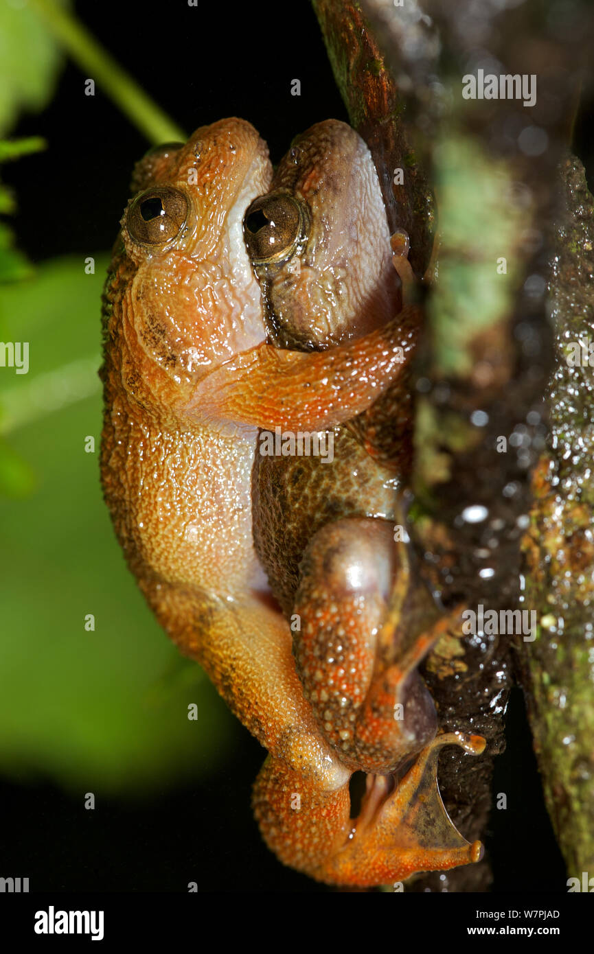 Indian tree frog hires stock photography and images Alamy