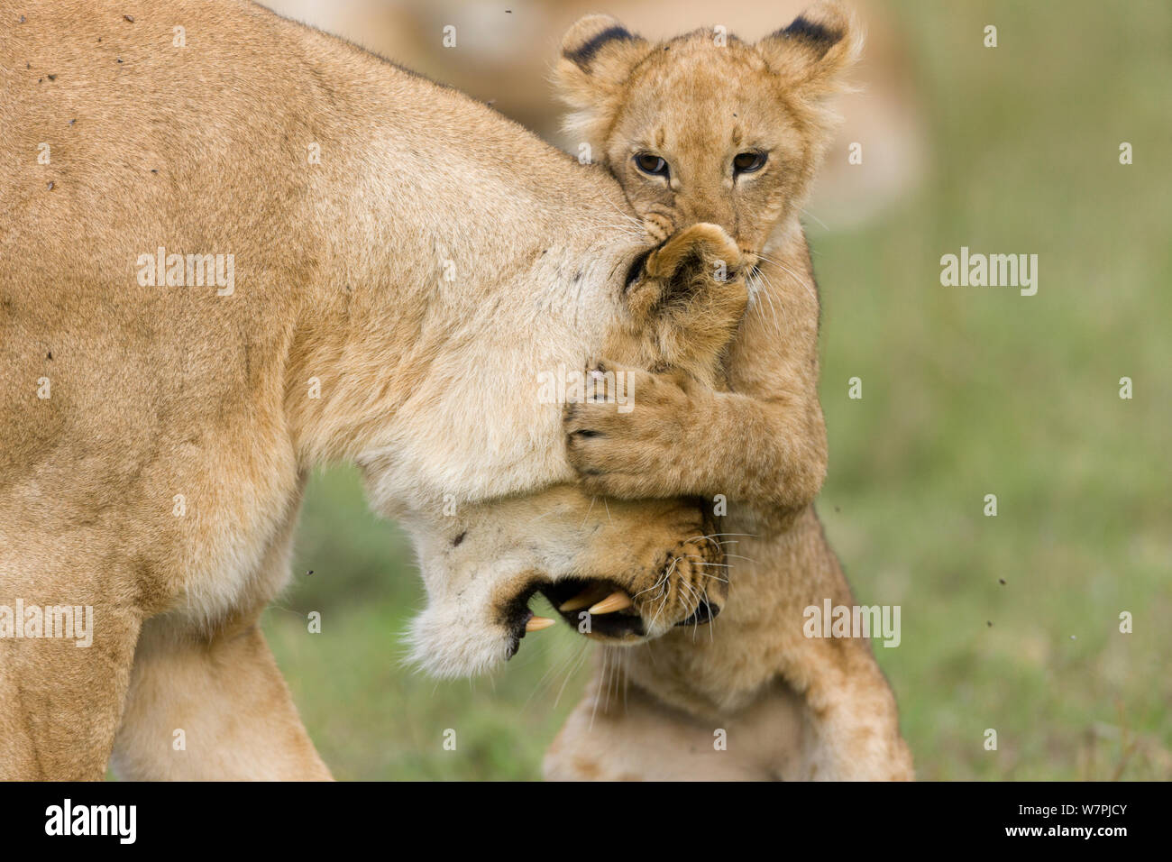 Lion (Panthera leo), female playing with her cub, Masai-Mara game reserve, Kenya Stock Photo