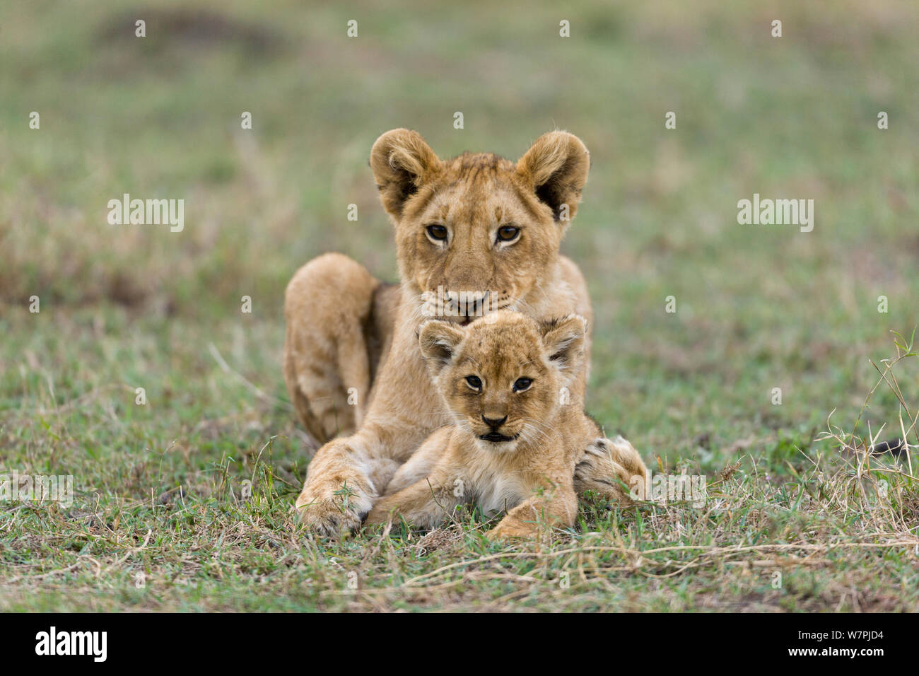Lion (Panthera leo), and old and a young cub resting together, Masai-Mara game reserve, Kenya Stock Photo