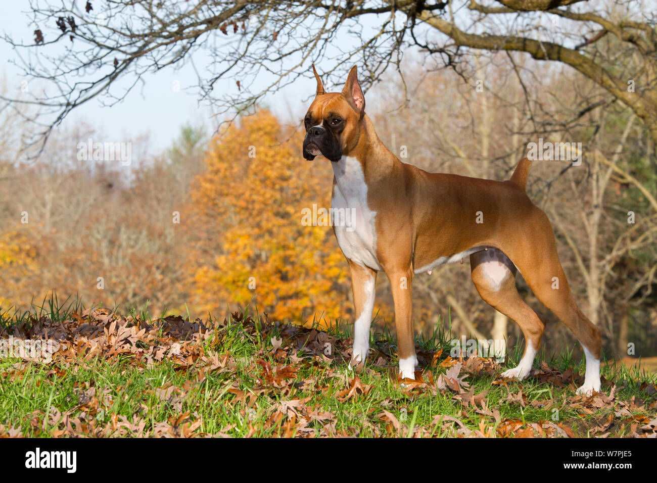 Boxer dog cropped ears hi-res stock photography and images - Page 2 - Alamy