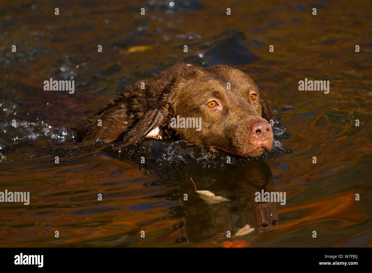 chesapeake bay retriever swimming