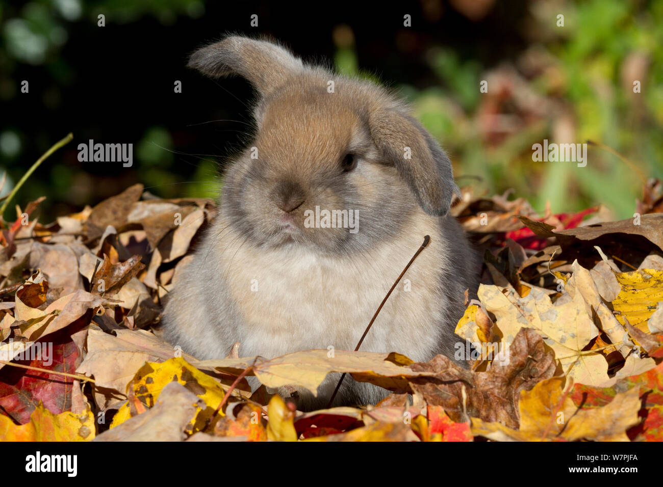 Connecticut rabbit hi-res stock photography and images - Alamy