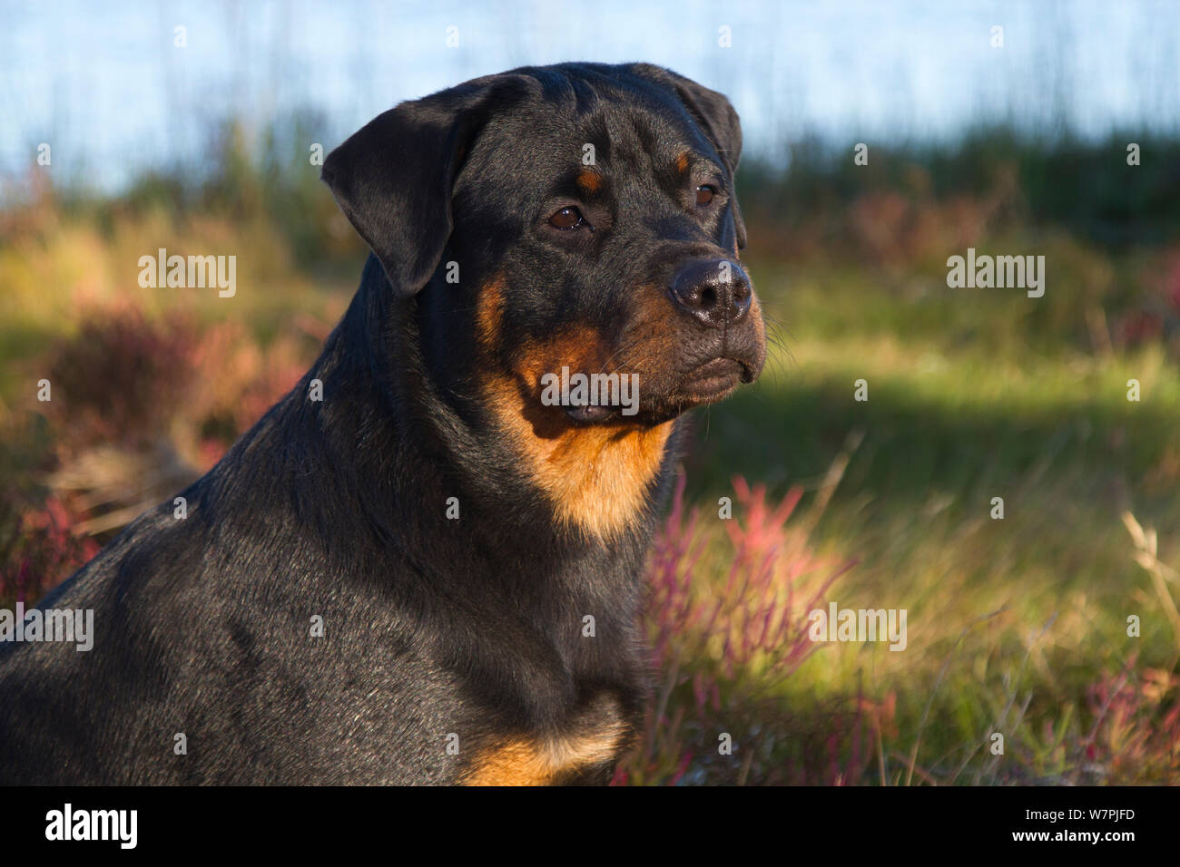 Rottweiler portraits hi-res stock photography and images - Alamy