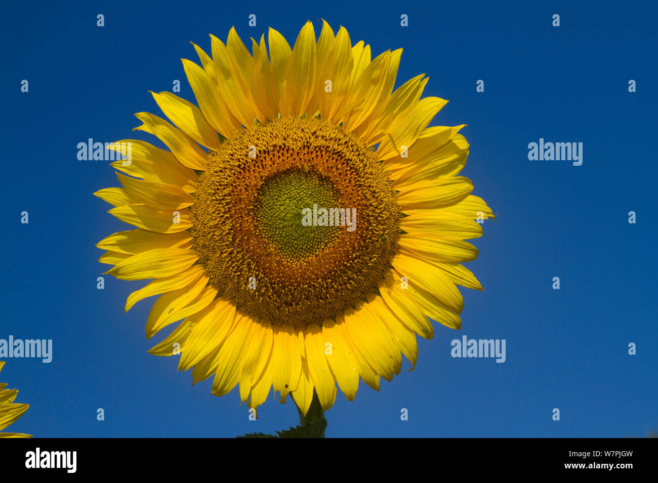 Giant Sunflower (Helianthus annuus) in bloom; Pecatonica, Illinois, USA, July Stock Photo