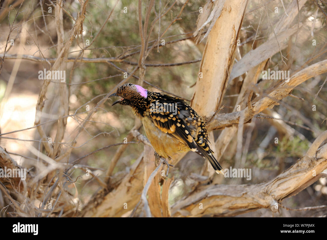 Western Bowerbird (Chlamydera guttata) perched in bush near bower, calling and displaying, Alice Springs, Central Australia, June Stock Photo
