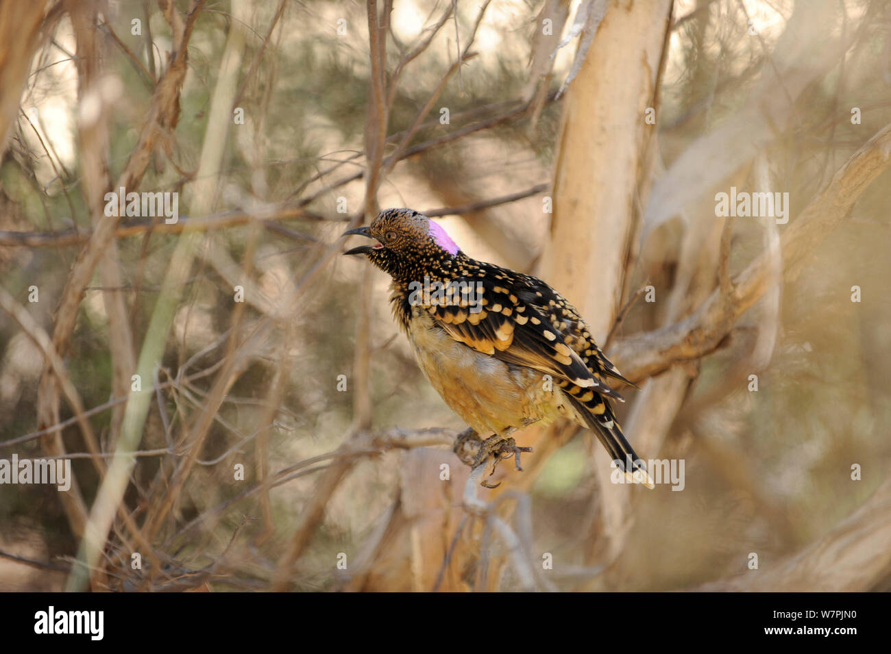 Western Bowerbird (Chlamydera guttata) perched in bush near bower, Alice Springs, Central Australia, June Stock Photo