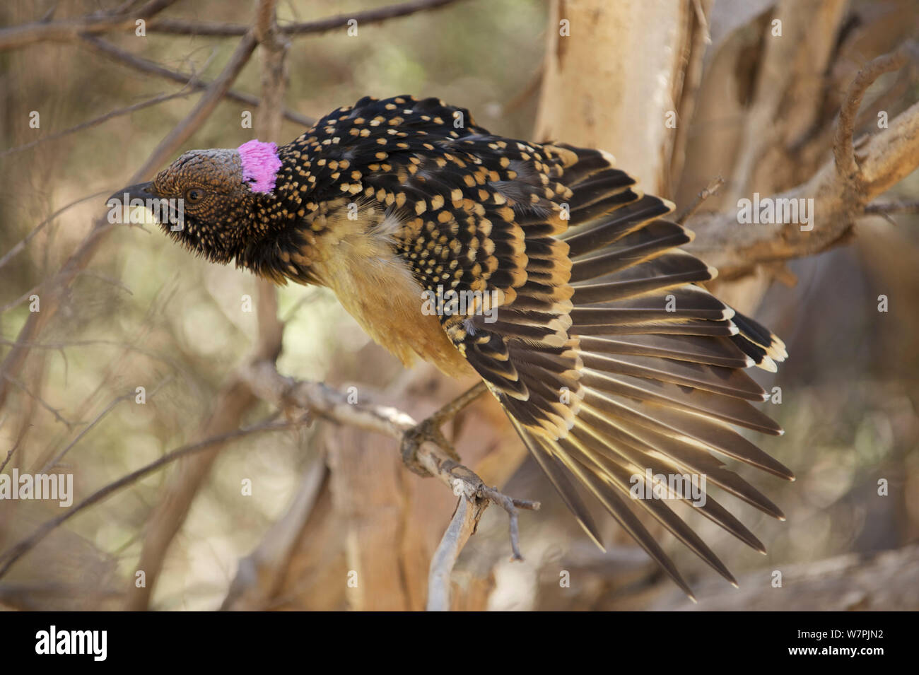 Western Bowerbird (Chlamydera guttata) perched in bush near bower, stretching wing, Alice Springs, Central Australia, June Stock Photo
