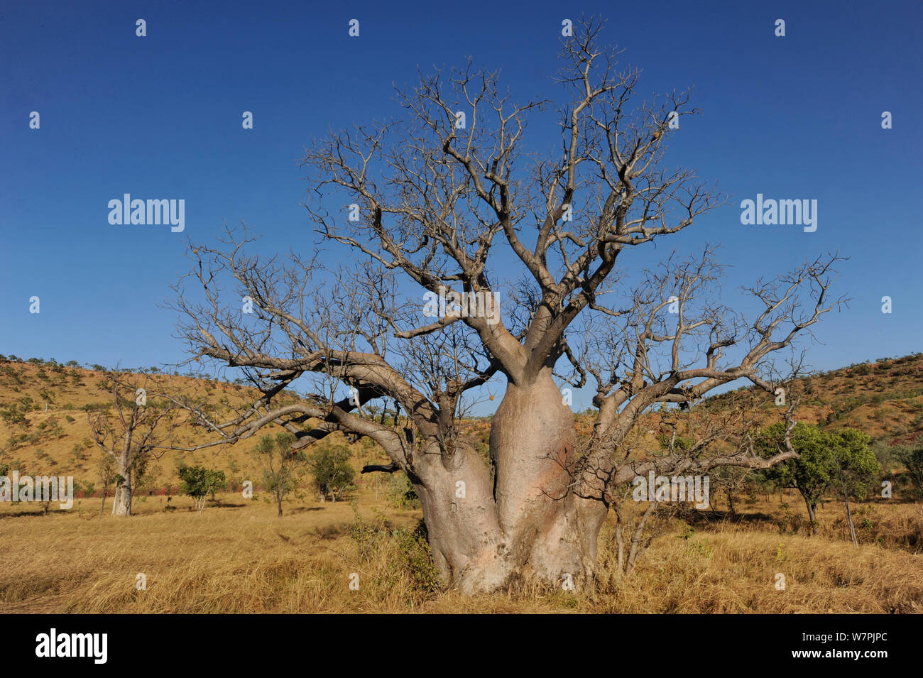 Boab tree adansonia hi-res stock photography and images - Alamy