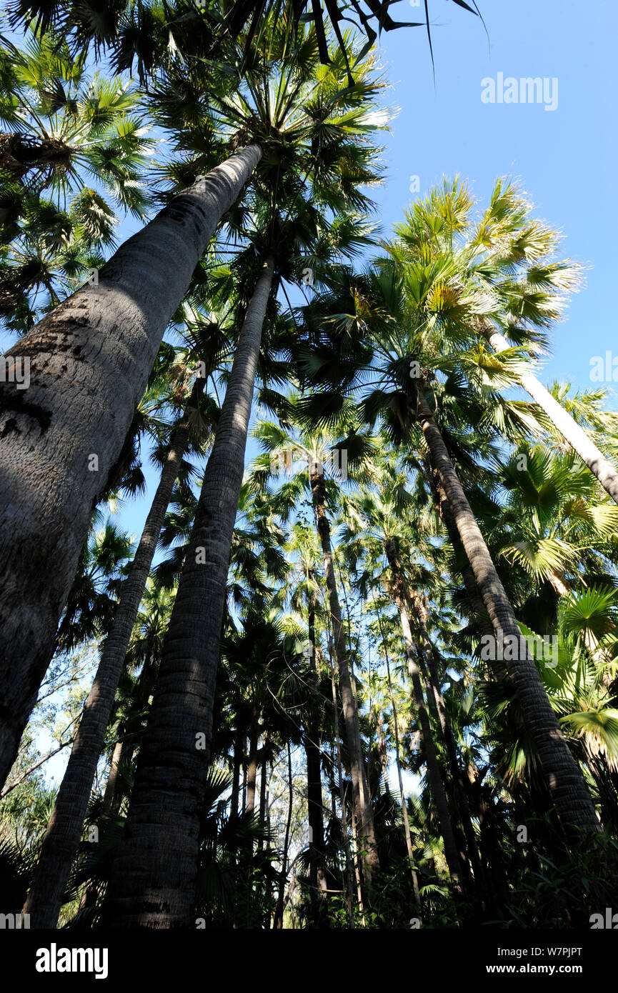 Looking up Livistona Palms (Livistona nasmophila) low angle view, El Questro, Kimberly Region of Western Australia, June 2011 Stock Photo