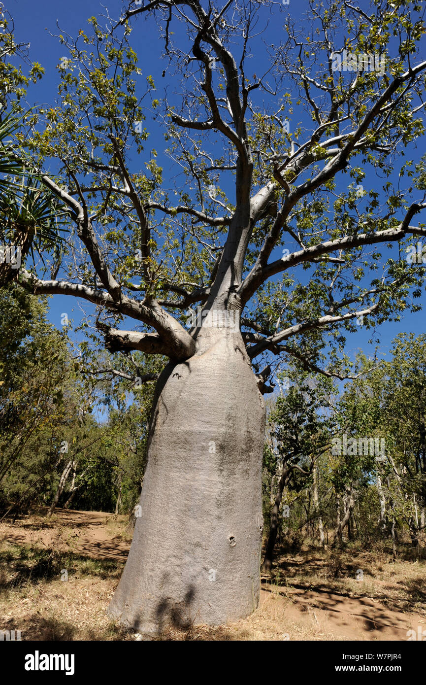 Gourd / Boab Tree (Adansonia gregorii) endemic to the Kimberly Region in Western Australia and East into the Northen Territory, Australia Stock Photo
