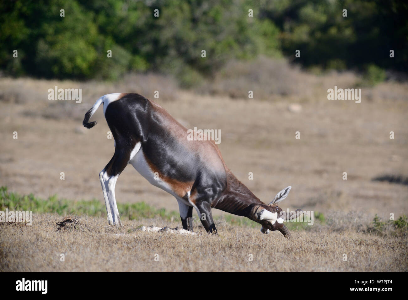 Bontebok (Damaliscus pygragus dorcas) ram rubbing head and horns on ground - pre-courtship ritual. DeHoop nature reserve, Western Cape, South Africa, January Stock Photo