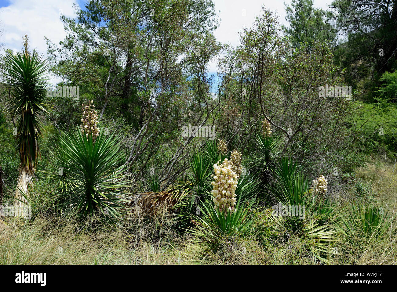 Yucca (Yucca filamentosa) invasive to South Africa. growing waterside, Little Karoo, Western Cape, South Africa, January Stock Photo