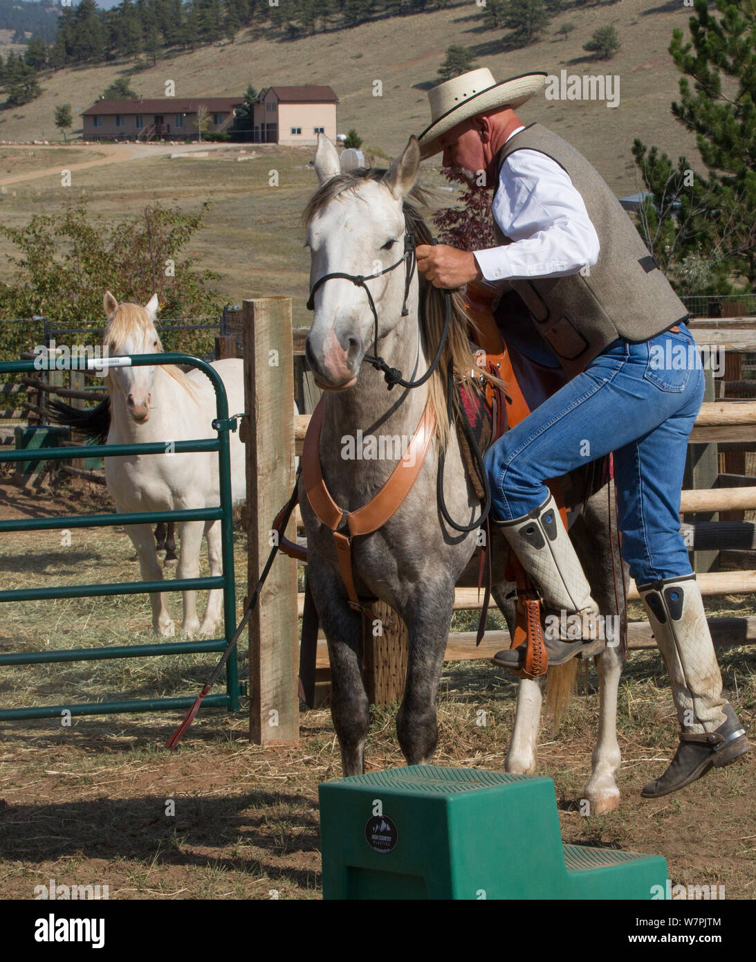 Wild horse / mustang called Mica, rounded up from Adobe Town Herd Management Area in Wyoming and adopted by photographer Carol Walker. With trainer Rich Scott, saddled and preparing to be ridden for the first time, Colorado, USA. Stock Photo