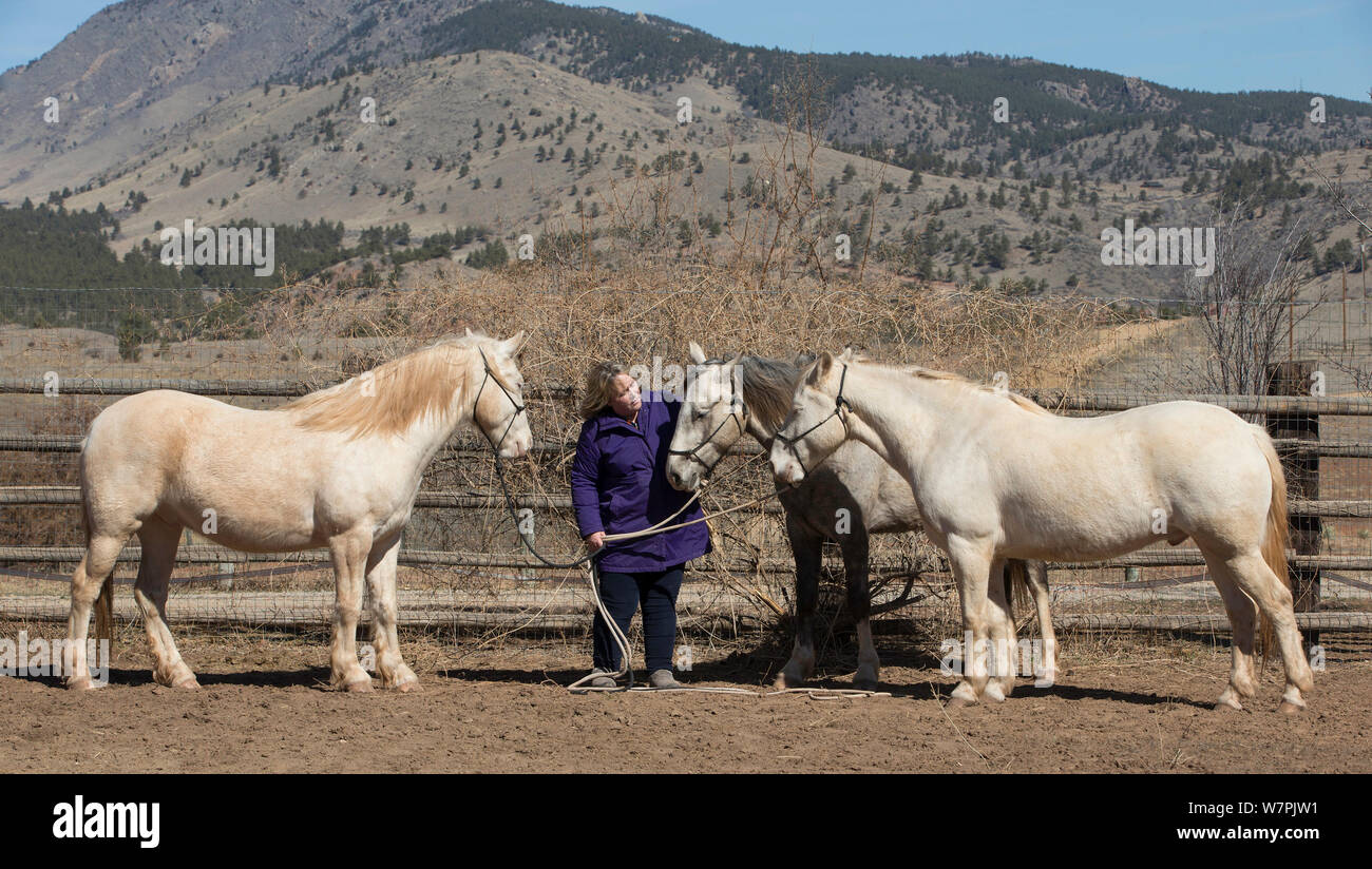 Photographer Carol Walker with her adopted wild horses / mustangs Claro, Cremosso and Mica, rounded up from the McCullough Peak herd and Adobe Town Herd in Wyoming. Resting in their corral, Colorado, USA. Stock Photo