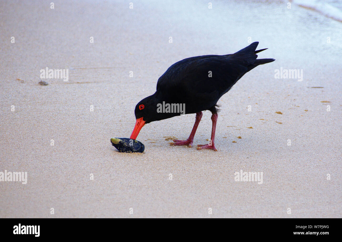 Black morph variable oystercatcher (Haematopus unicolor) adult foraging green-lipped mussel, New Zealand endemic bird Stock Photo