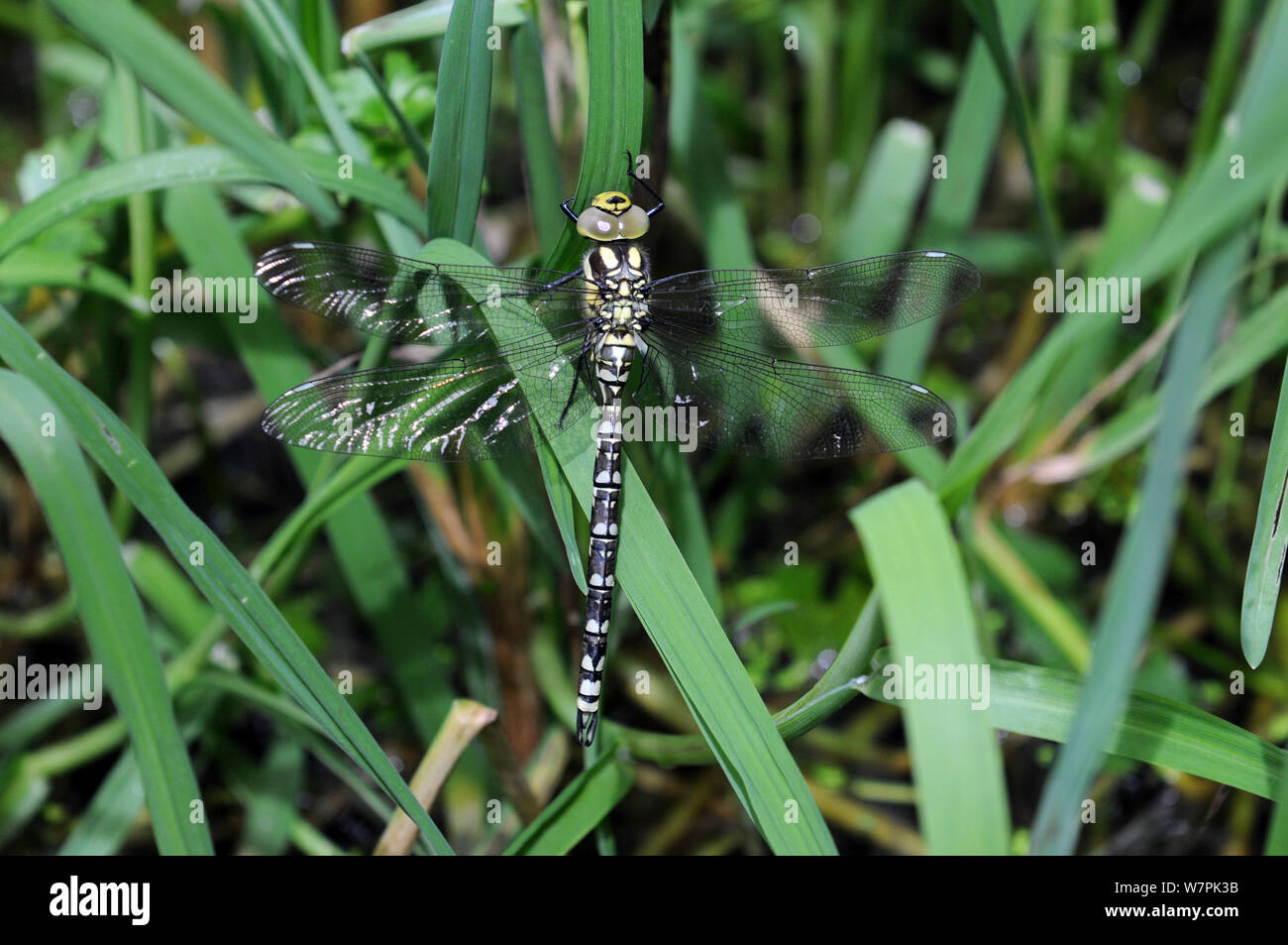 Southern Hawker (Aeshna cyanea) teneral male resting on flote-grass (Glyceria fluitans), Herefordshire, UK Stock Photo