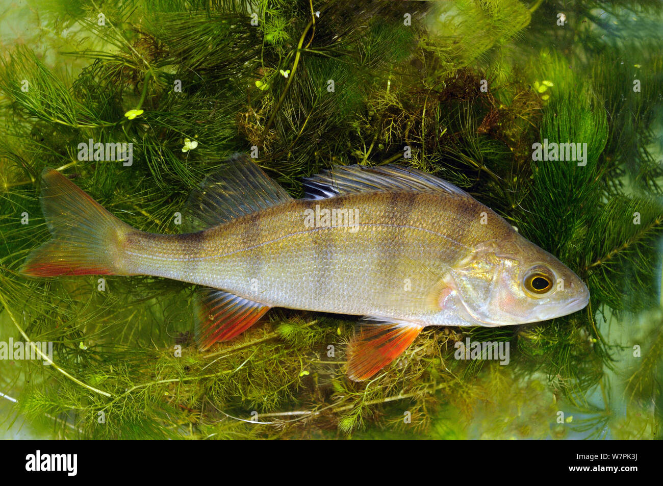 Perch (Perca fluviatilis) against backdrop of Hornwort (Ceratophyllum submersum) UK, captive Stock Photo