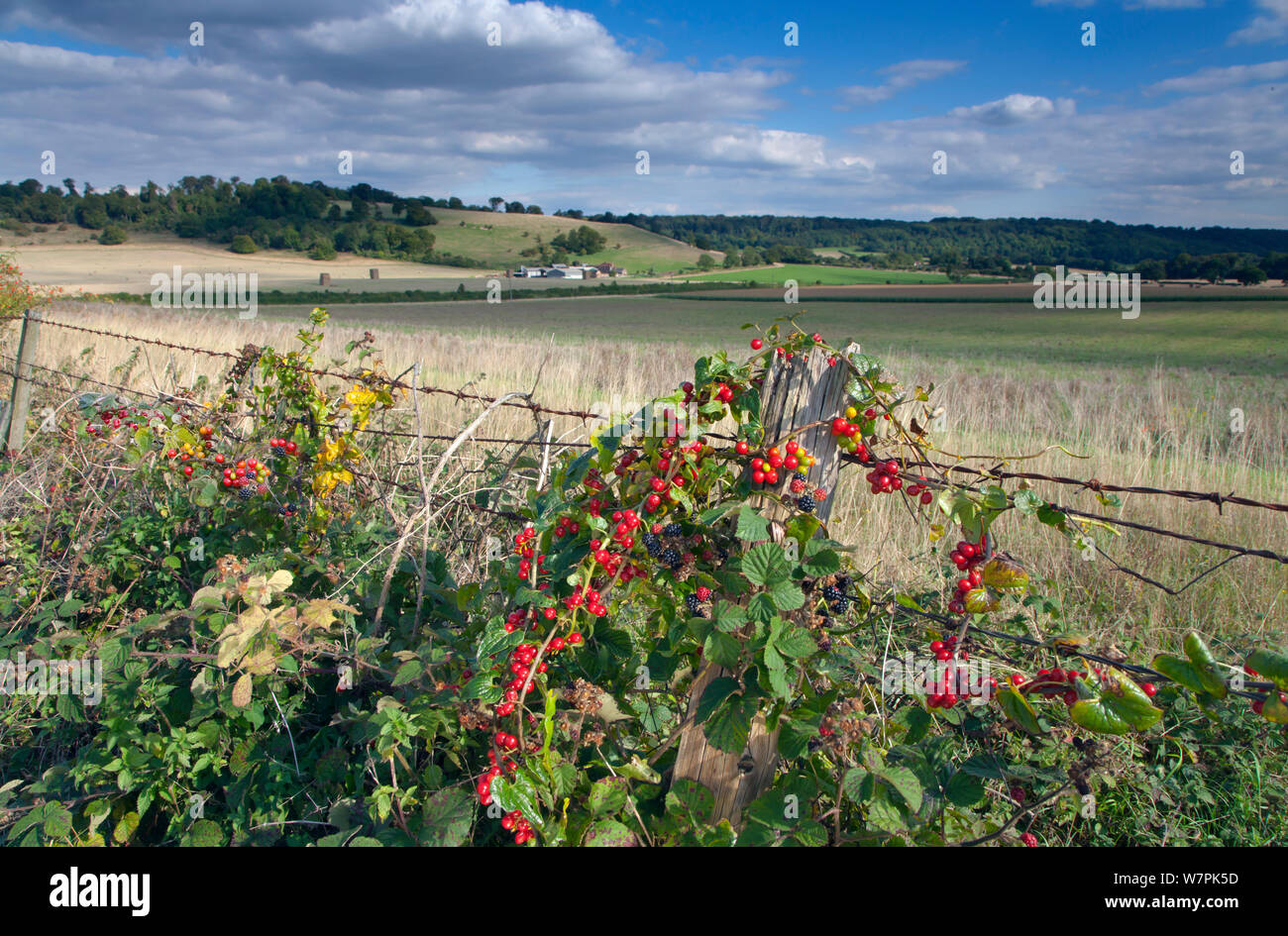 Down Farm from the Ridgeway Long Distance Path at Ivinghoe Beacon, with Black bryony (Tamus communis) and Bramble (Rubus sp) growing round fence, both with berries. Buckinghamshire, UK, September Stock Photo
