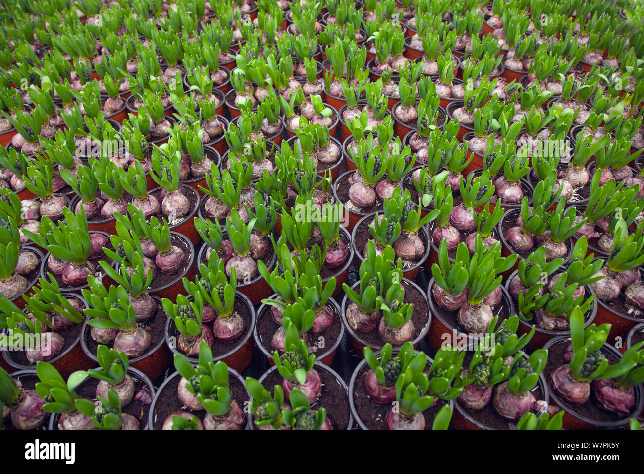 Edgefield Norfolk High Resolution Stock Photography and Images Alamy