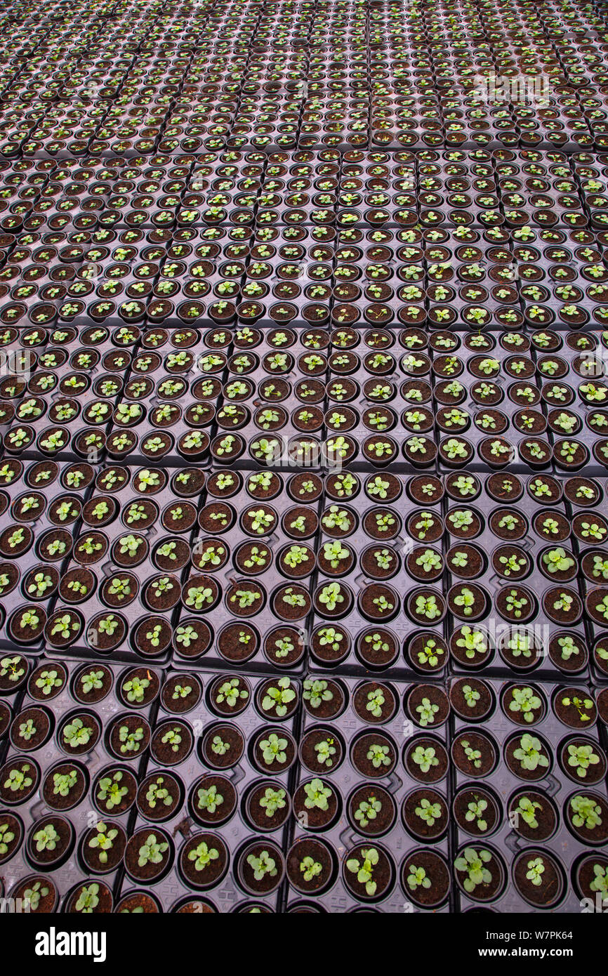 Garden centre with potted Pansies, Edgefield, Norfolk, January Stock Photo