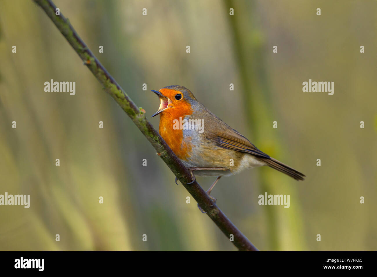 Robin (Erithacus rubecula) singing, Titchwell, Norfolk, January Stock Photo