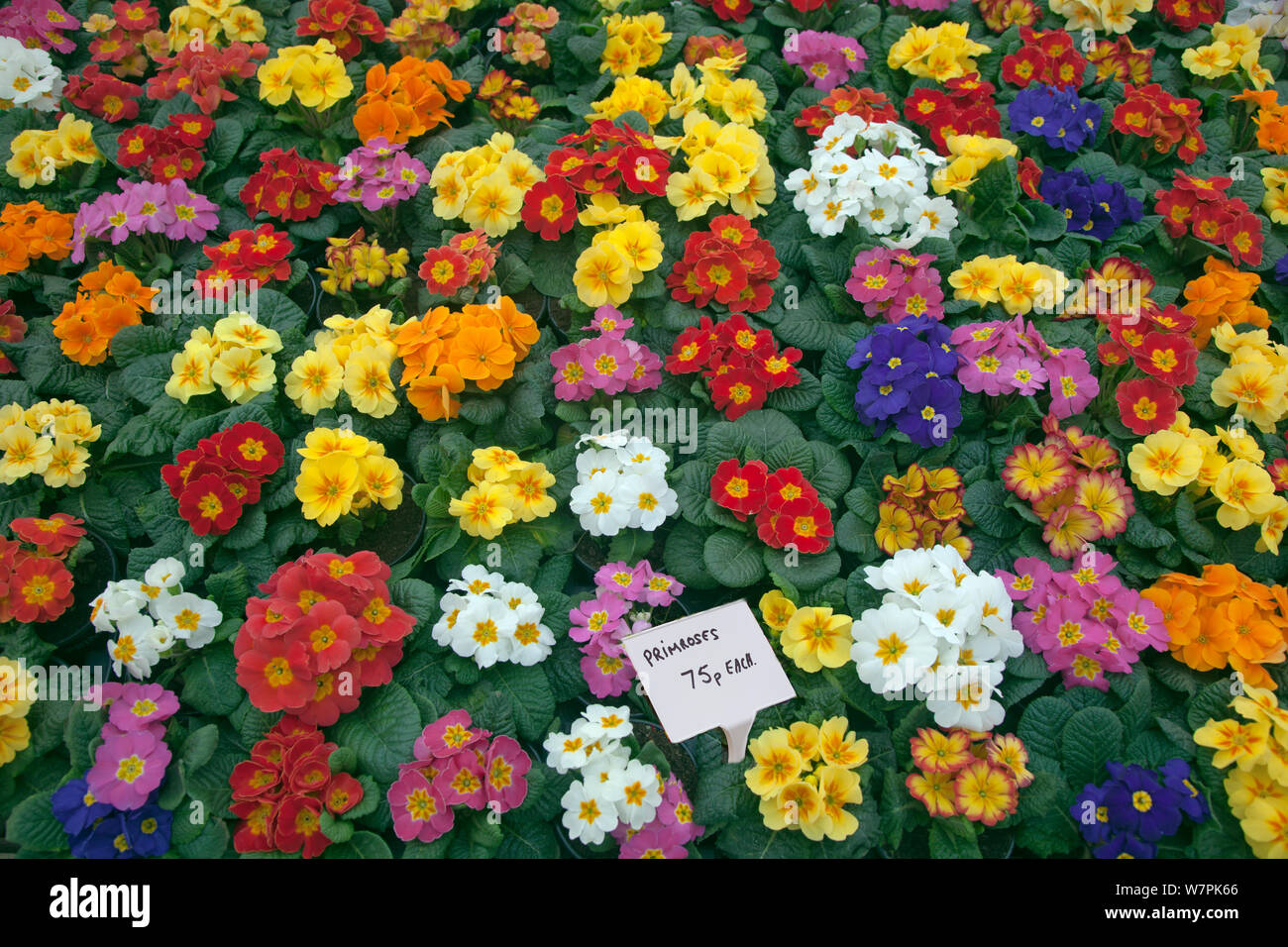 Potted Primroses for sale in garden centre, Edgefield, Norfolk, January Stock Photo