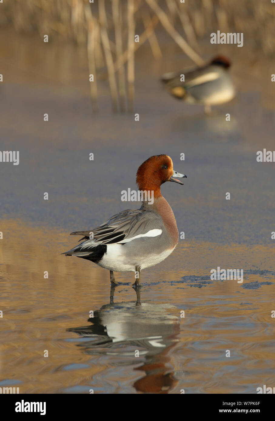 Wigeon (Anas penelope) in ice covered creek, Cley, Norfolk,  January Stock Photo